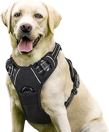 The Ultimate Rabbitgoo Dog Harness Review