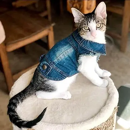 Chic Denim Cat Jacket for Stylish Kitties