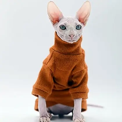 Chic Warmth for Your Sphynx: DUOMASUMI Cat Sweater