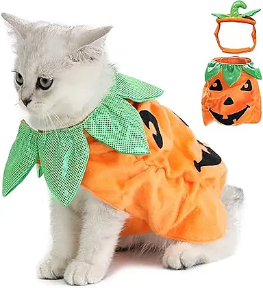 Legendog Halloween Cat Costume: Pumpkin Chic