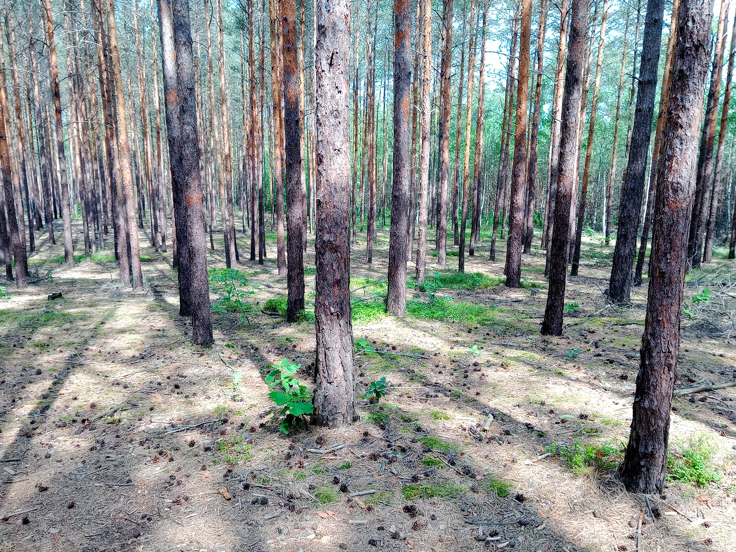 Jagodowe Wzgórze - Najwyższy punkt Zielonej Góry