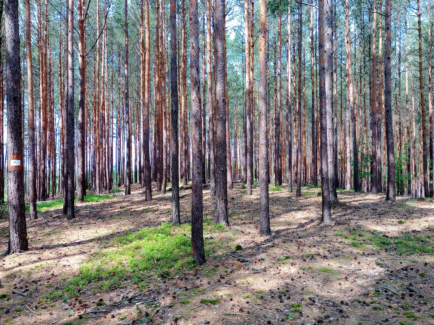 Widok w stronę Wilkanowa